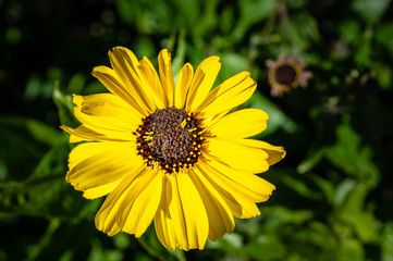 Yellow Daisy blooming in Ventura, California, USA
