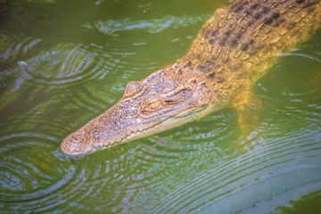 Crocodiles have acute senses that them eyes, ears and nostrils are located on top of the head, allowing the crocodile to lie low in the water, almost totally submerged and hidden from prey.