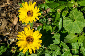 Yellow Daisy blooming in Ventura, California, USA