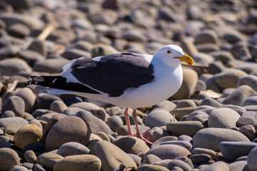 Western Gull in the rocks at San Buenaventura State Beach in Ventura, California, USA