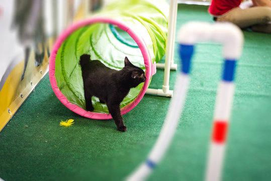 Cat Breed Kuril Bobtail In The Play Area