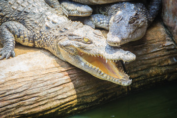 Group of many crocodiles are basking in the concrete pond. Crocodile farming for breeding and...