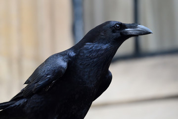 Common raven (corvus corax)