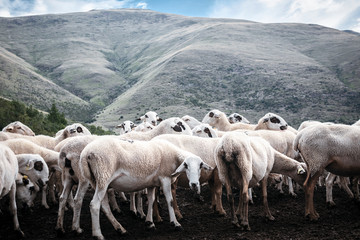 Flock Of Sheep