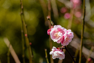 Plum garden at AobanoMori Park, Chiba prefecture, Chiba city, Japan