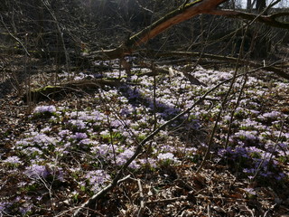 Krokus, Krokusse, Crocus vernus, crocus, Krokusblüte, Krokusse im Wald, Blütenmeer, Blütenteppich, Frühling, Frühjahr, Frühjahrsblüher, Ende des Winter, erste Sonnenstrahlen, Pflanzen