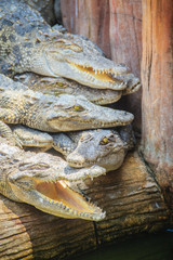 Group of many crocodiles are basking in the concrete pond. Crocodile farming for breeding and raising of crocodilians in order to produce crocodile and alligator meat, leather, and other goods.