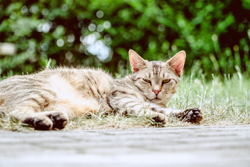 Katze faullenzt auf der Terrasse