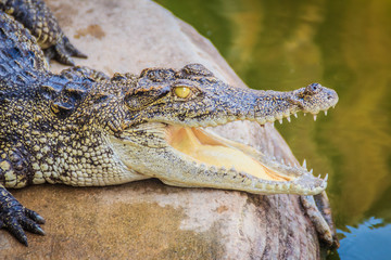 An angry crocodile is open jaws and ready to strike. A young crocodile is open mouth while resting at the farm. Commercial crocodile farming business is very profitable, but requires for 3 to 4 years.