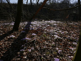 Krokus, Krokusse, Crocus vernus, crocus, Krokusblüte, Krokusse im Wald, Blütenmeer, Blütenteppich, Frühling, Frühjahr, Frühjahrsblüher, Ende des Winter, erste Sonnenstrahlen, Pflanzen