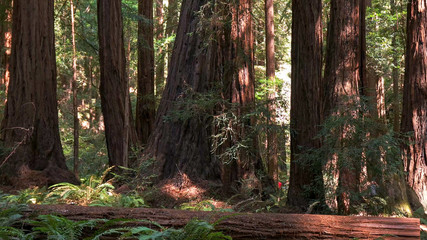 wide shot of the huge trunks of coastal redwood trees at muir woods