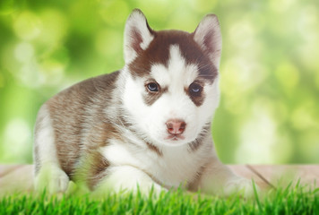 Husky puppy in the grass against the backdrop of green