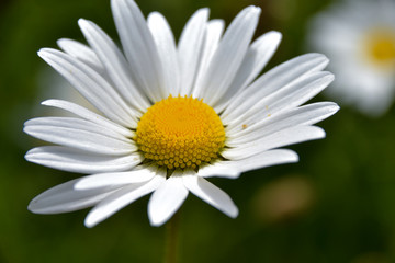 Obraz na płótnie Canvas Close up of Chamomile flower