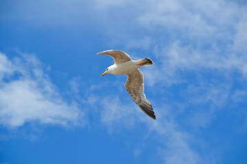 Seagull flying on windy blue sky sunny day