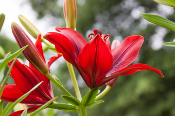red asiatic lily upturn