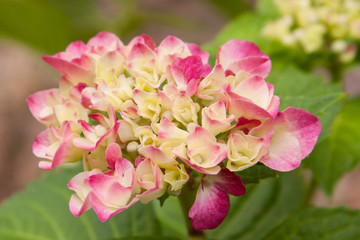 Fototapeta na wymiar pink hydrangea