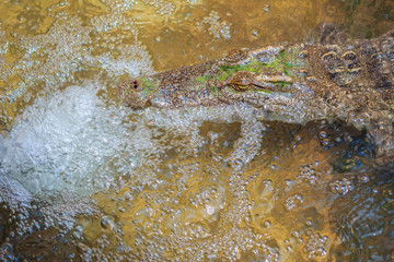 Crocodiles have acute senses that them eyes, ears and nostrils are located on top of the head, allowing the crocodile to lie low in the water, almost totally submerged and hidden from prey.