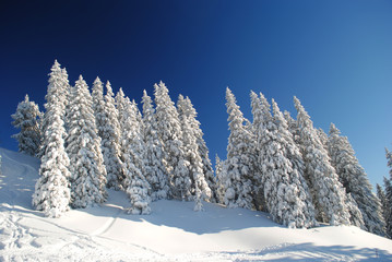 montagna e alberi con la neve