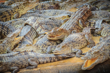 Group of many crocodiles are basking in the concrete pond. Crocodile farming for breeding and...