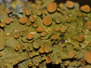 Yellow Lichen on the Tree Branch - Macro Photography