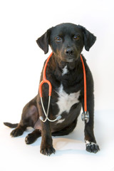 vet dog on a white background