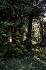 light in old wild garden