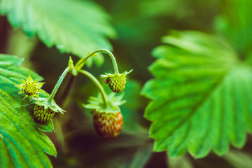 unreife wild Erdbeeren