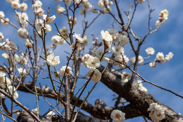 White Plum of plum garden at AobanoMori Park, Chiba prefecture, Chiba city, Japan