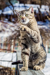 Portrait of a domestic cat in winter outdoors
