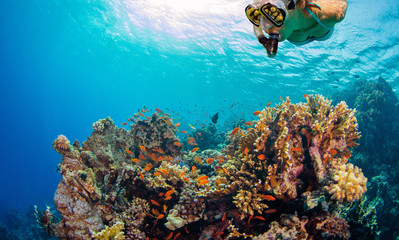 Young woman snorkeling and exploring coral reef.