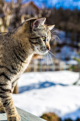 Portrait of a domestic cat