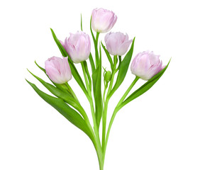 Bouquet of nice pink tulips