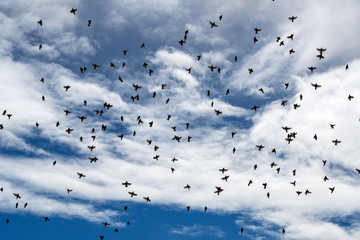 Hawaii Oahu flock of birds in flight