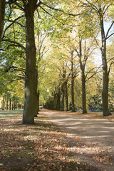 pathway between the trees 