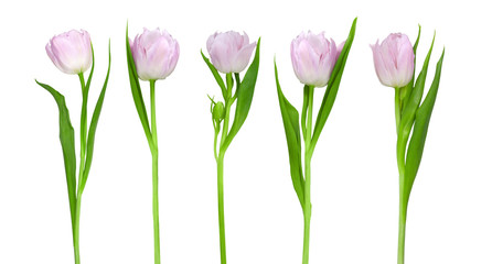 Tender pink tulips