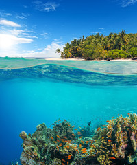 Under and above water surface view of coral reef