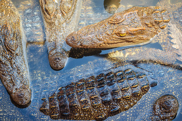 Group of many crocodiles are basking in the concrete pond. Crocodile farming for breeding and...