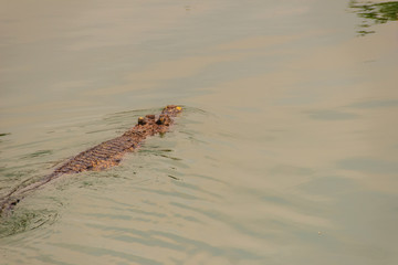 Crocodiles have acute senses that them eyes, ears and nostrils are located on top of the head, allowing the crocodile to lie low in the water, almost totally submerged and hidden from prey.