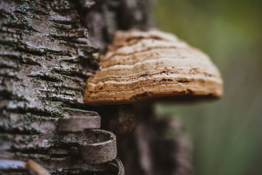 Close-up of bracket fungus on tree trunk in forest