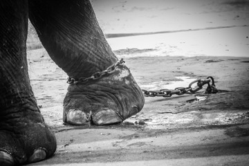 Leg chained elephant and look very pitiful.