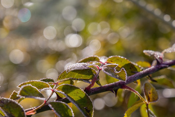 первый иней