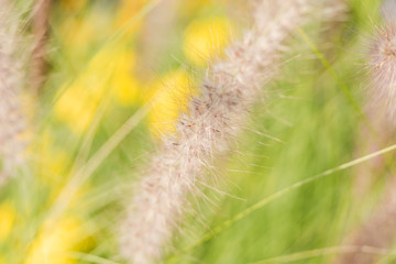Fototapeta na wymiar Background blur plants in spring with deep of field