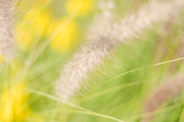 Background blur plants in spring with deep of field