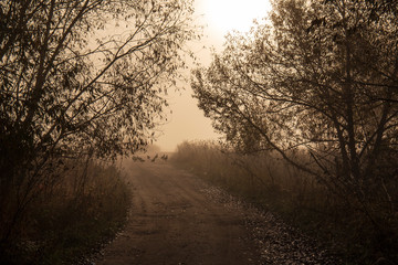 Утро  туманное, Подмосковье