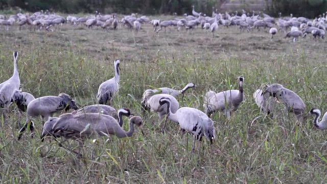 Common Crane flock in the lake of hula valey