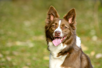happy face dog on a sunny day