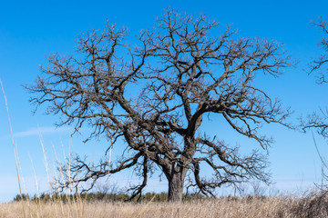 Oak Sentinel