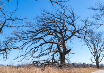 Wind Blown Oak