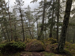 Foggy Forest