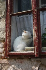 Cat in window